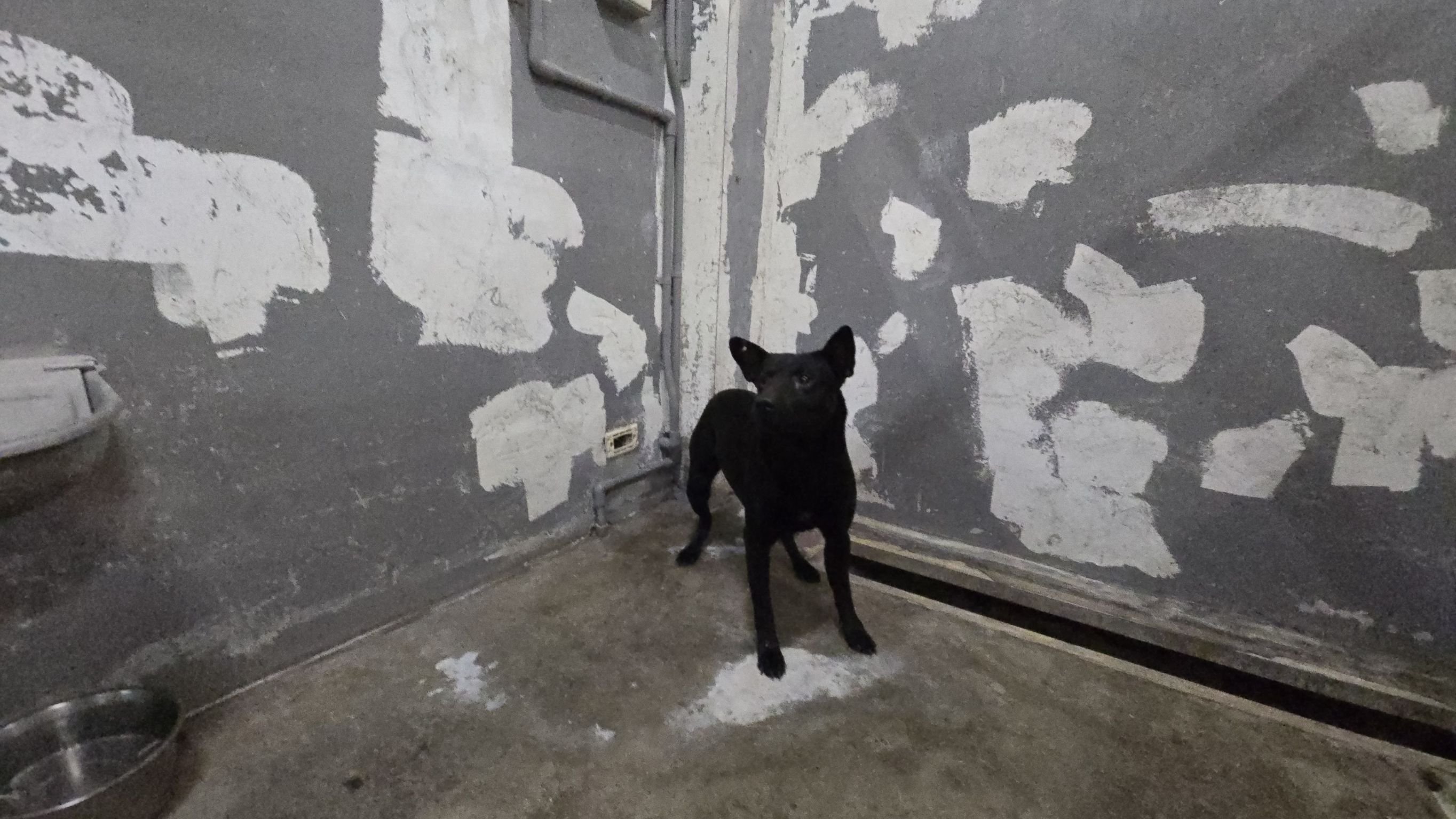 混種犬