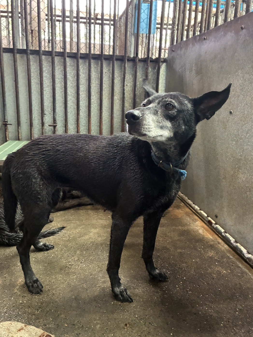 混種犬