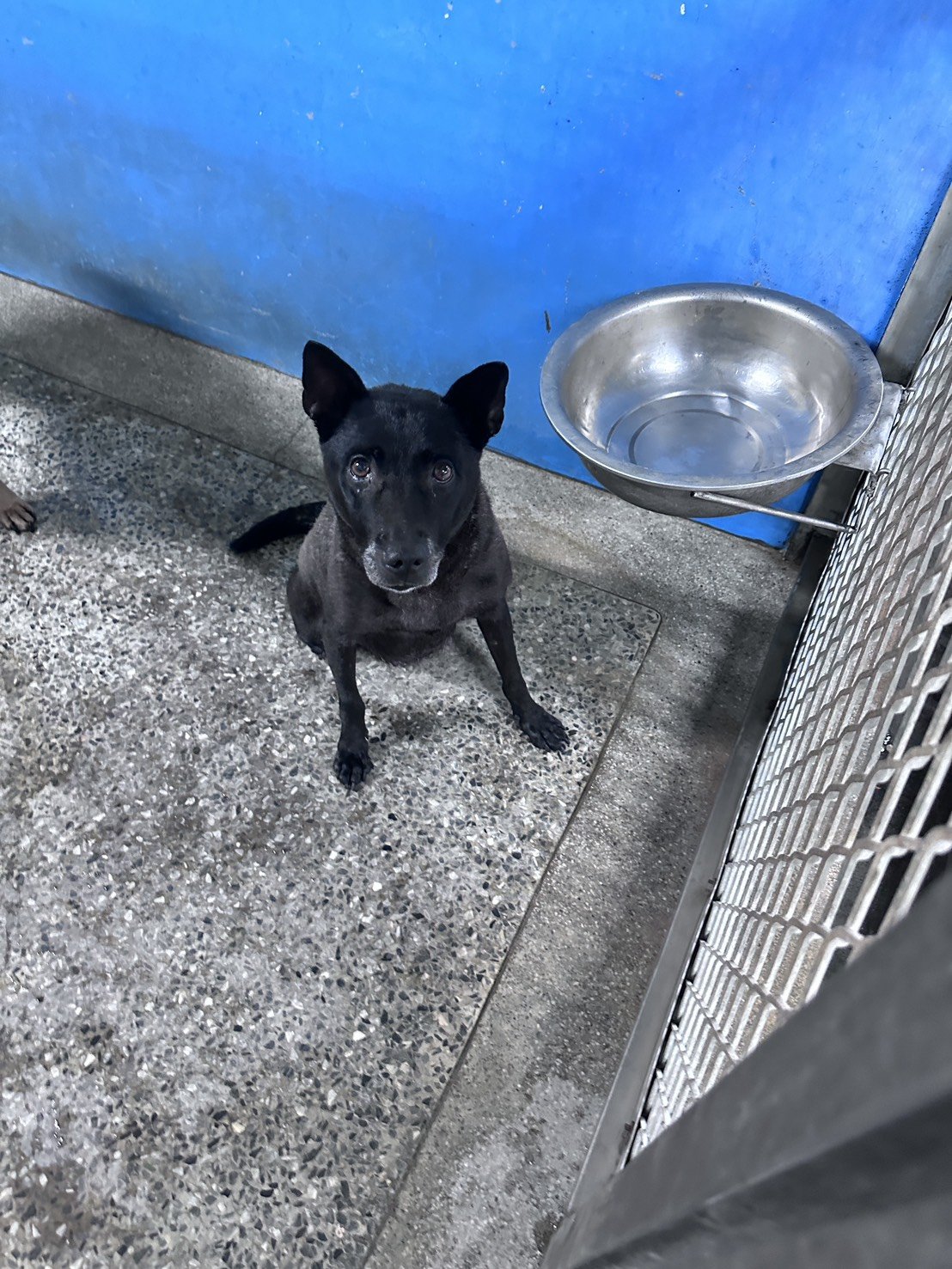 混種犬
