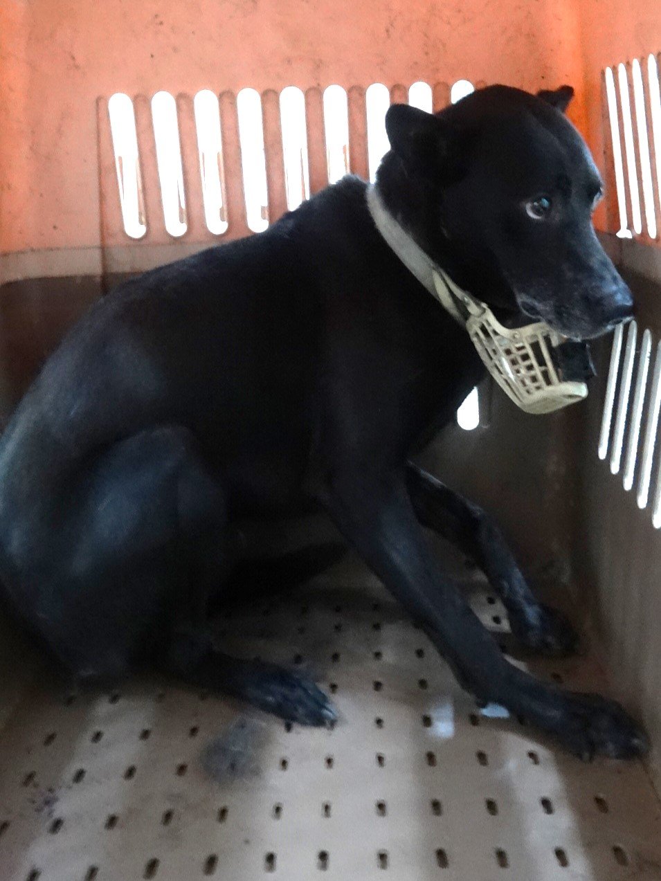 混種犬