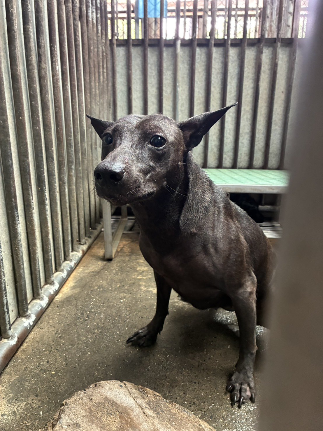 混種犬
