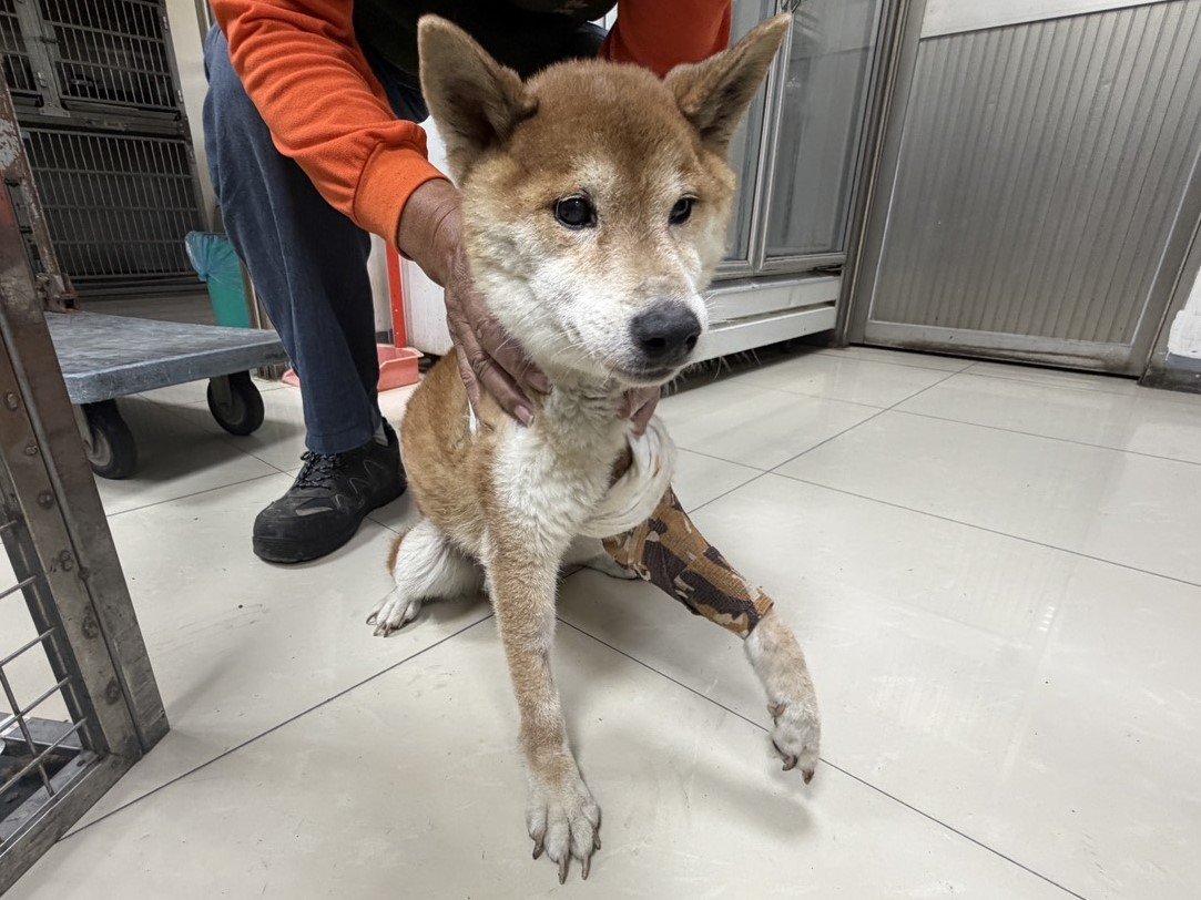 混種犬