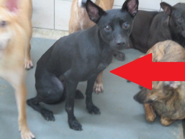 混種犬