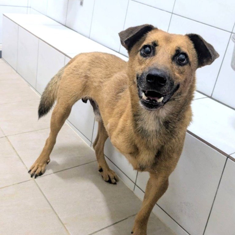 混種犬