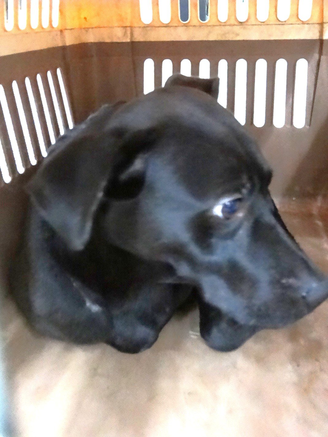 混種犬