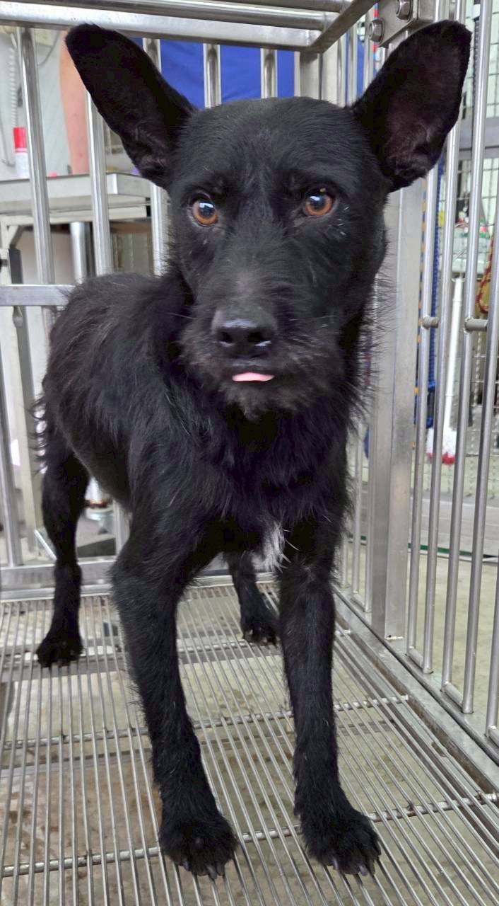 混種犬