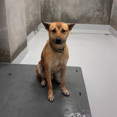 混種犬