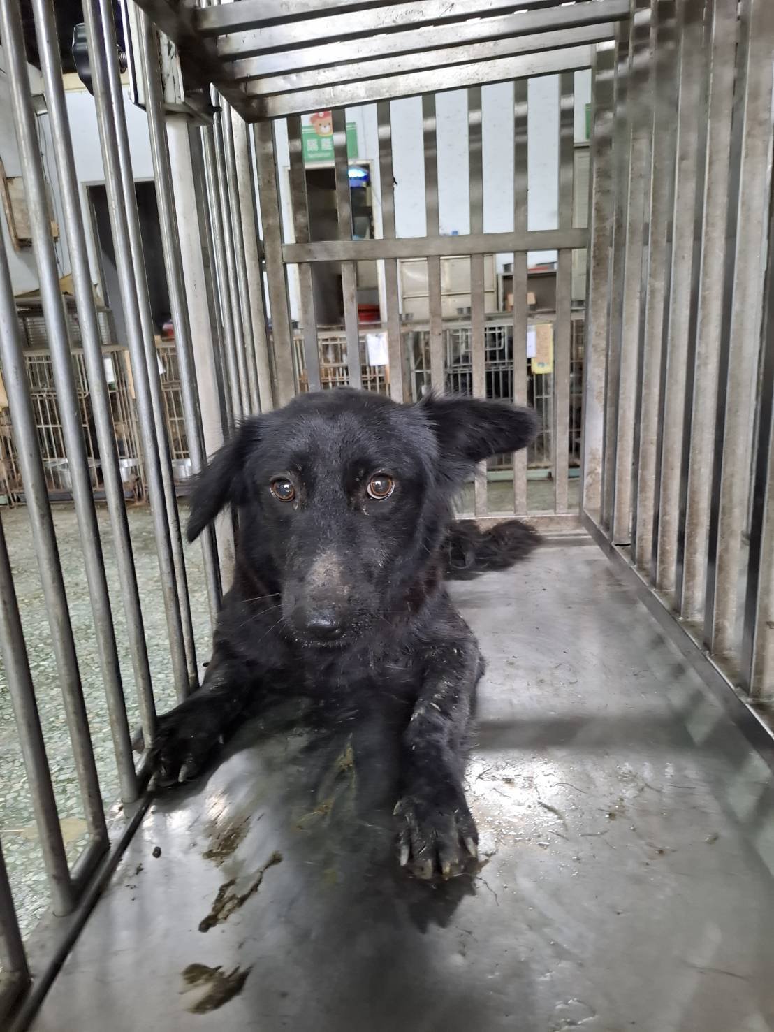 混種犬