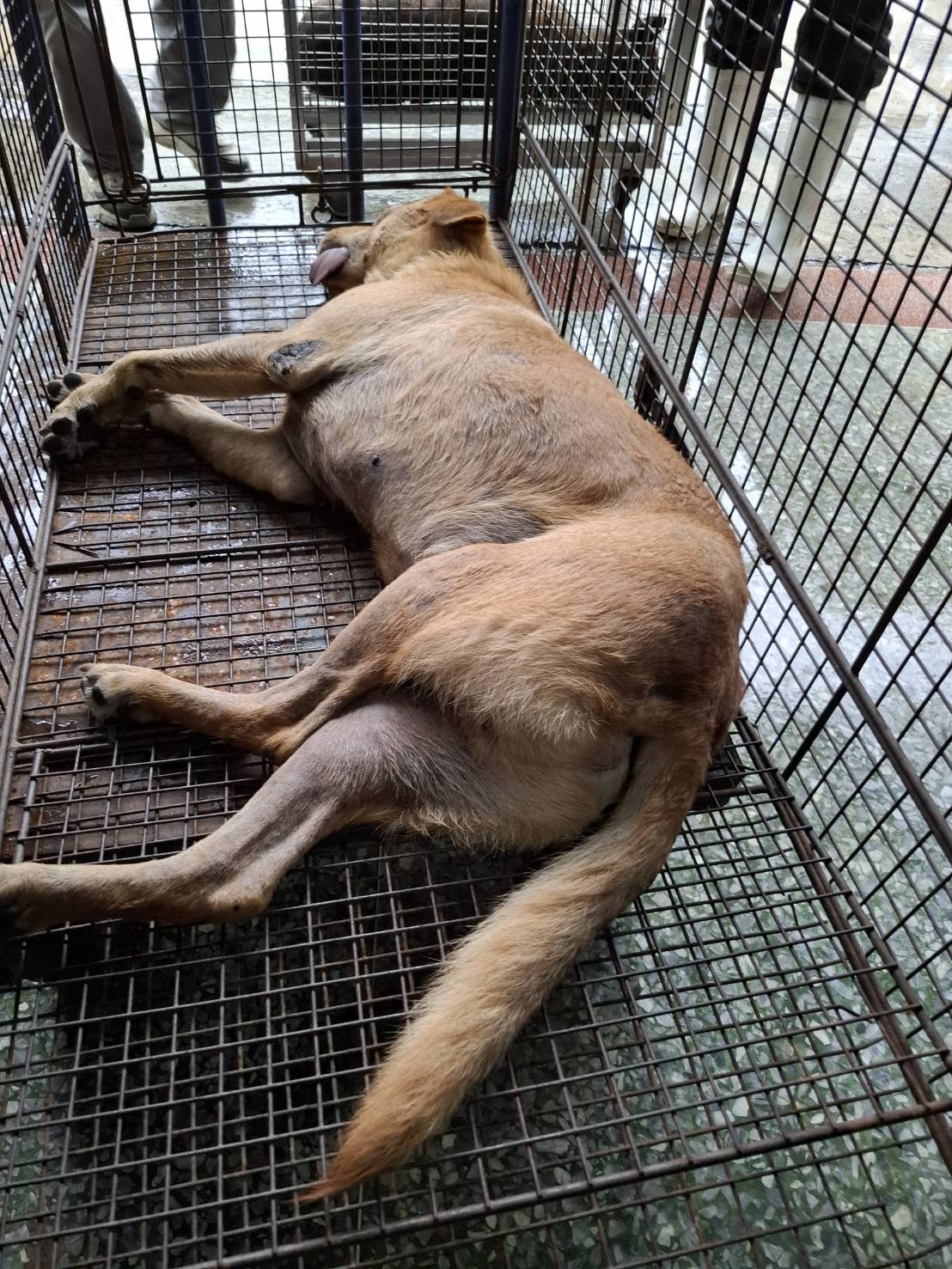 混種犬