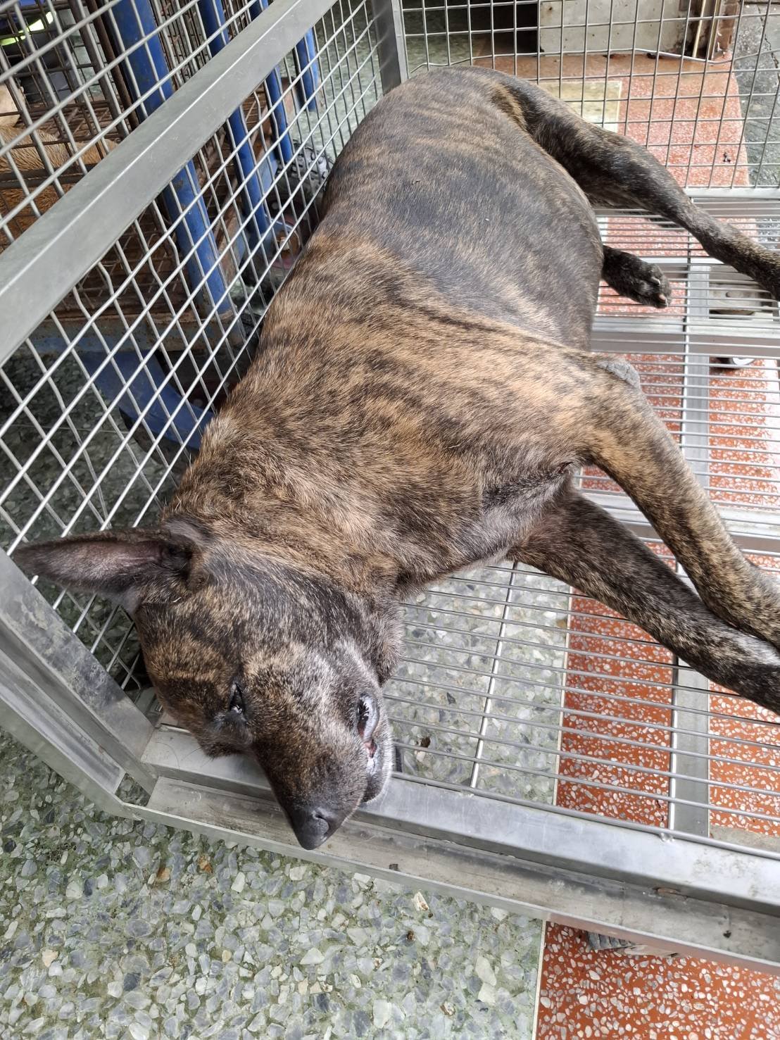 混種犬