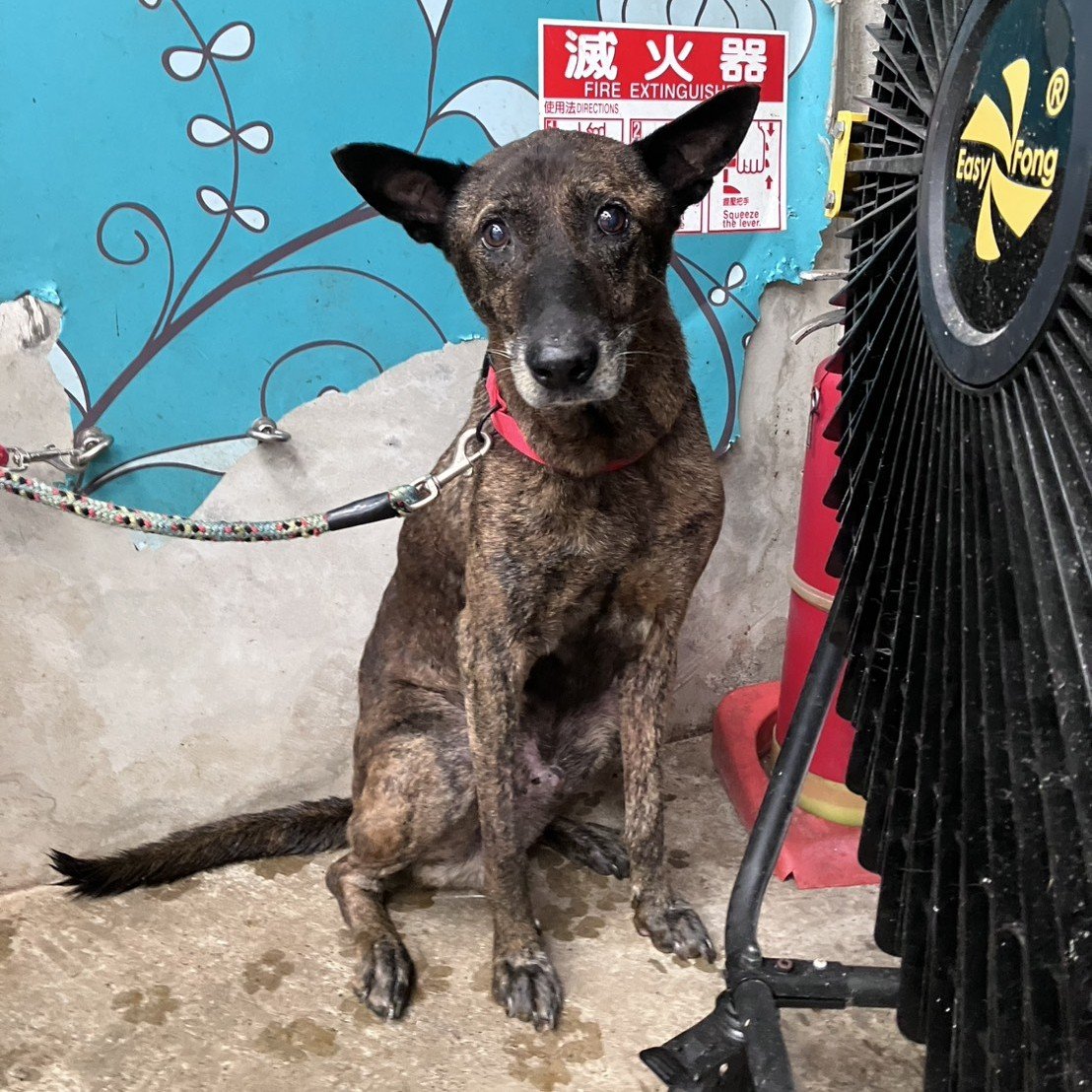 混種犬