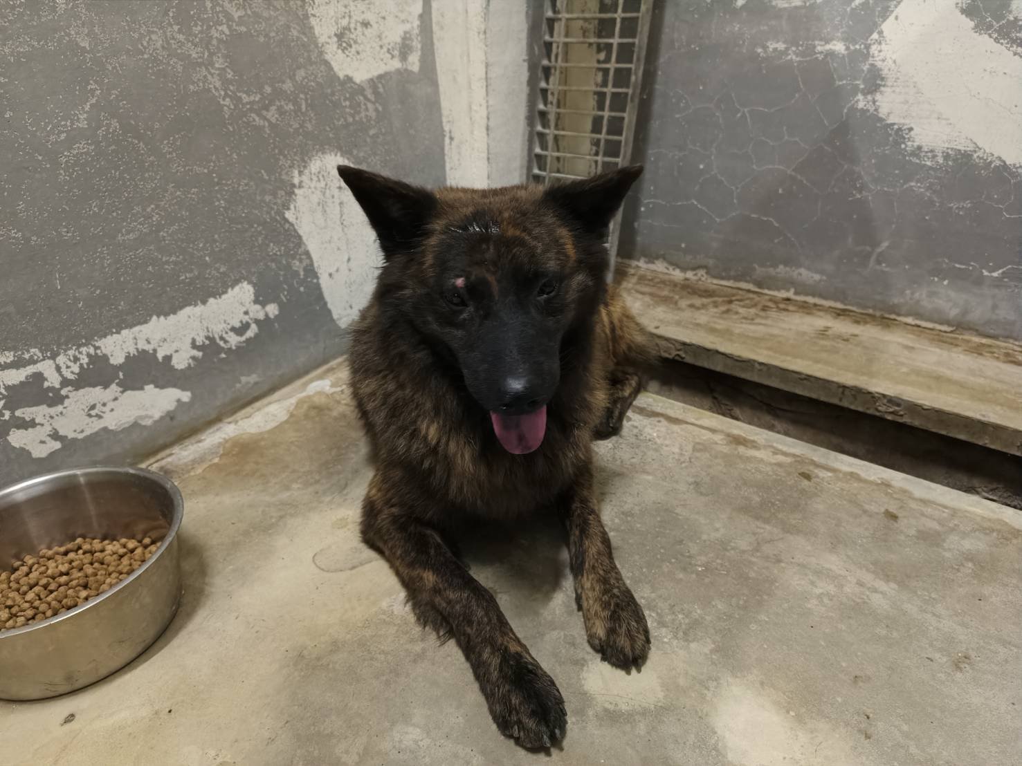 混種犬