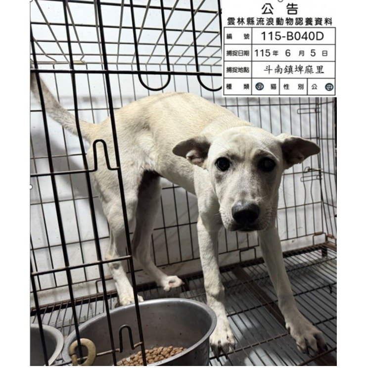 混種犬