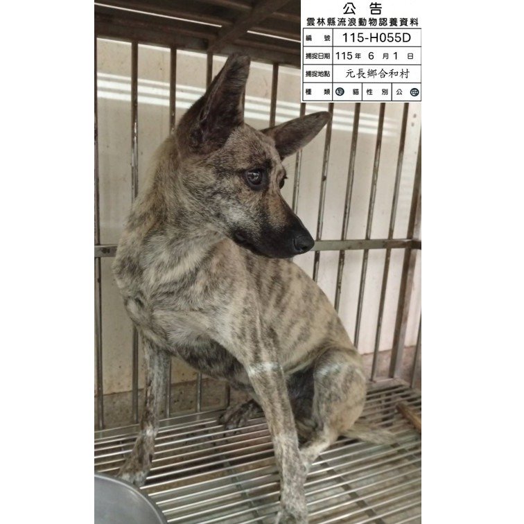 混種犬
