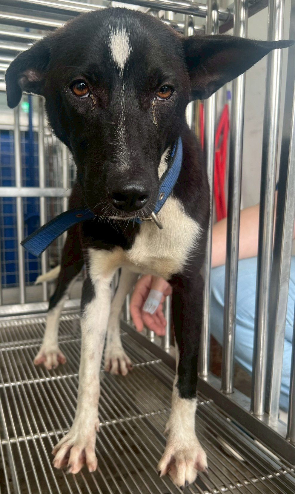 混種犬