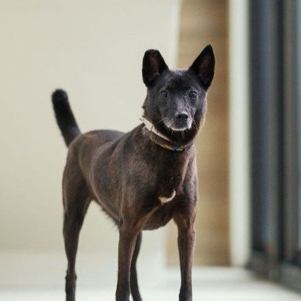 混種犬