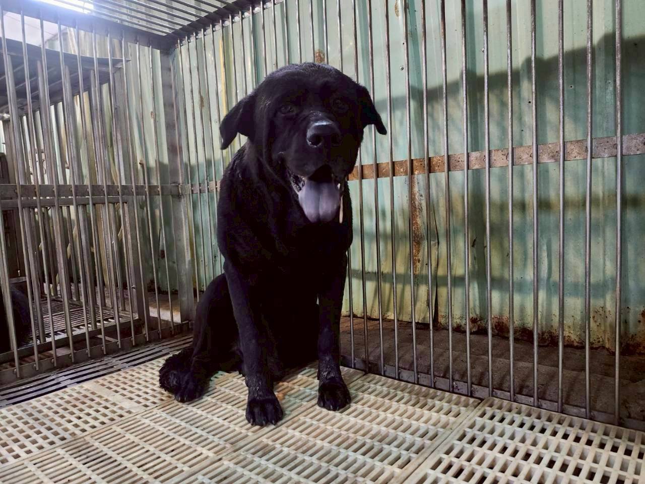 混種犬