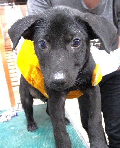 混種犬