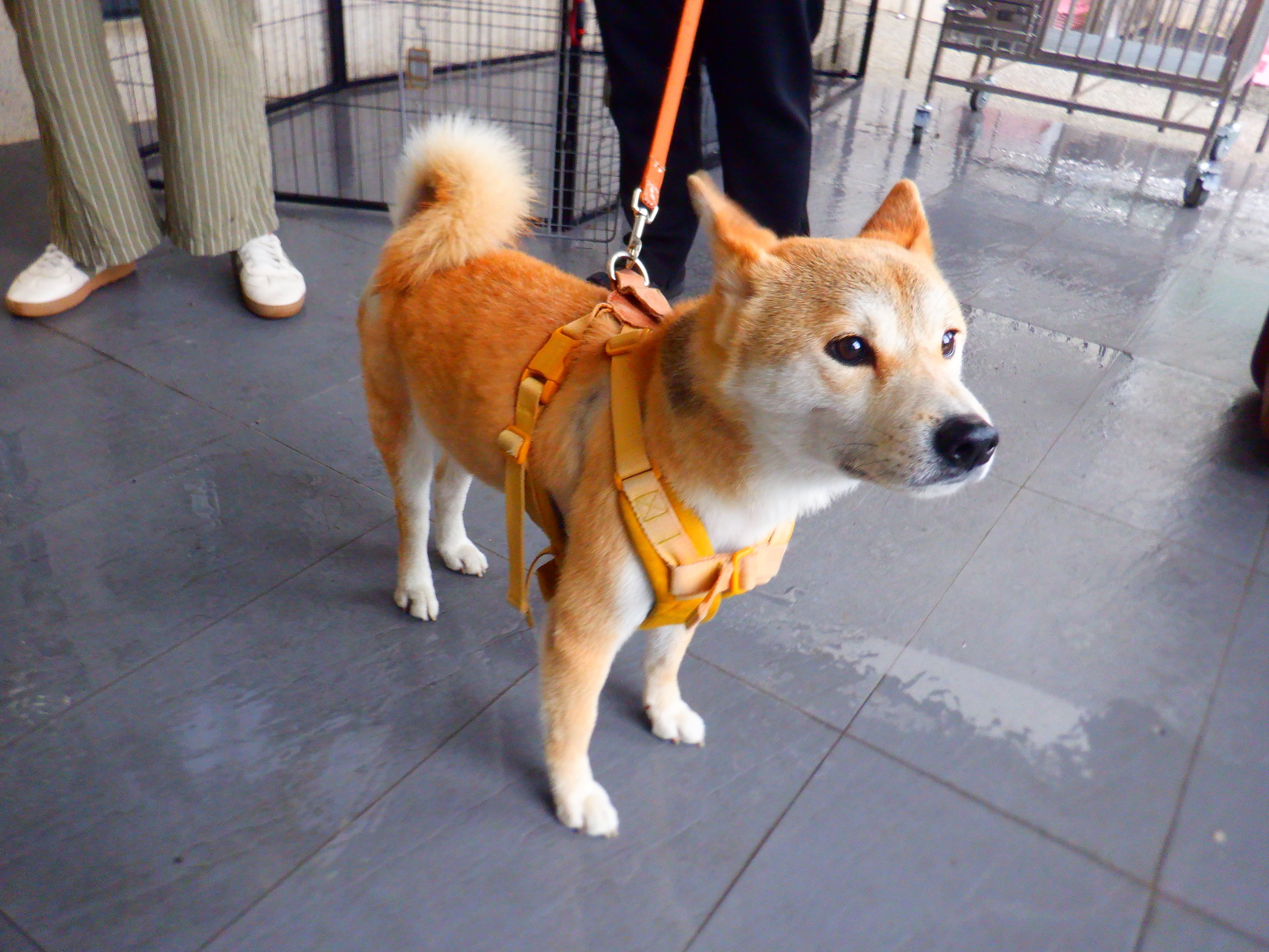 柴犬