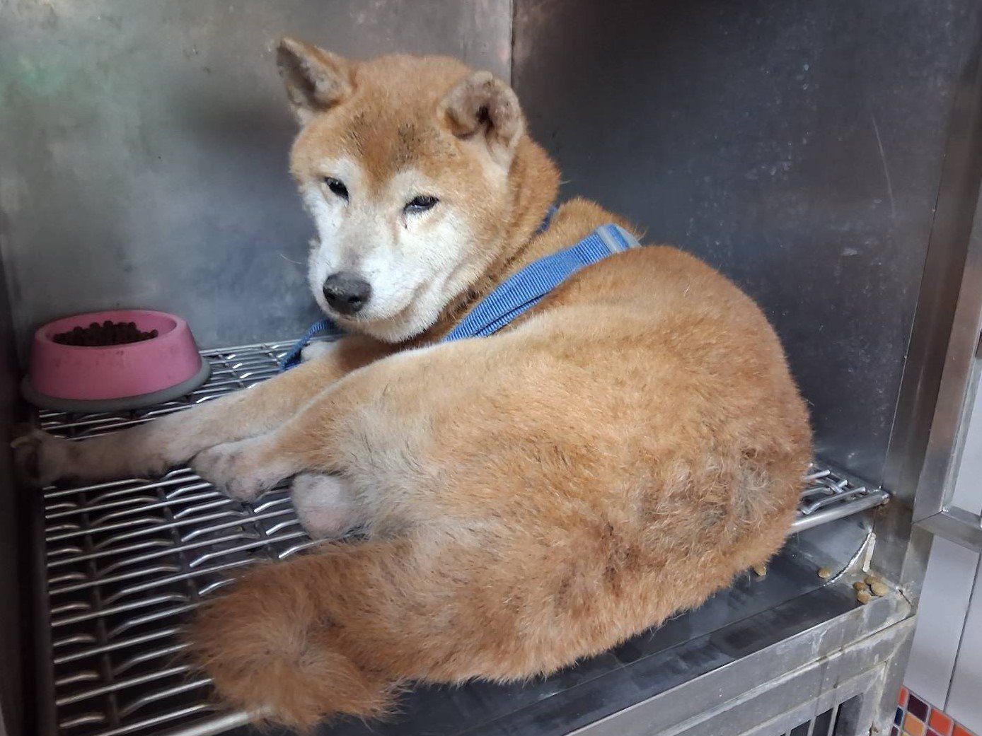 柴犬