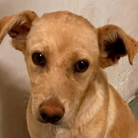 混種犬