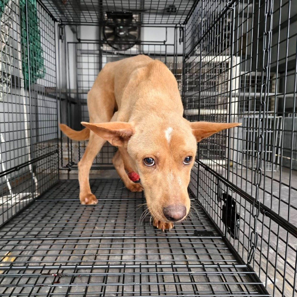混種犬