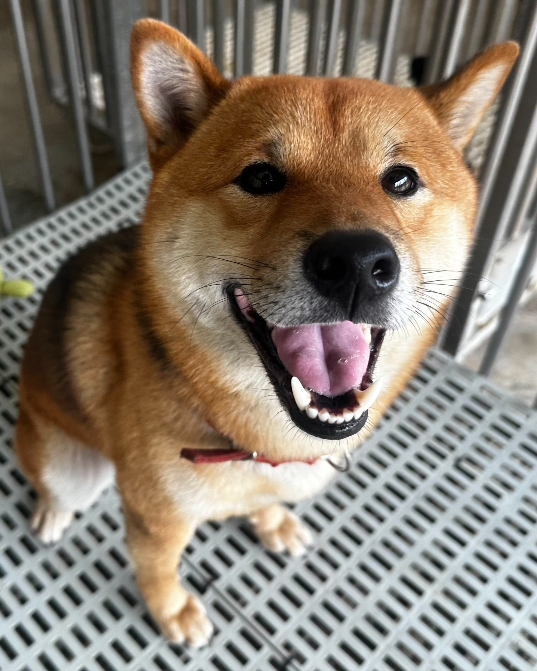柴犬
