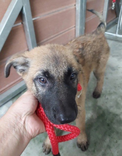 混種犬