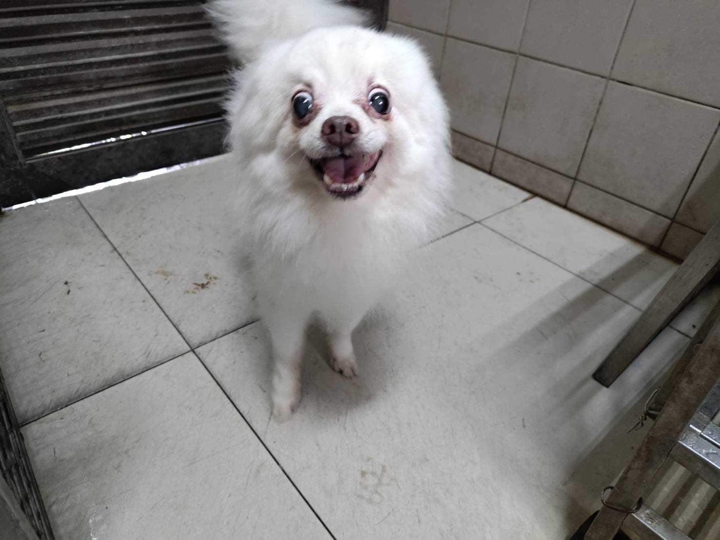 博美犬