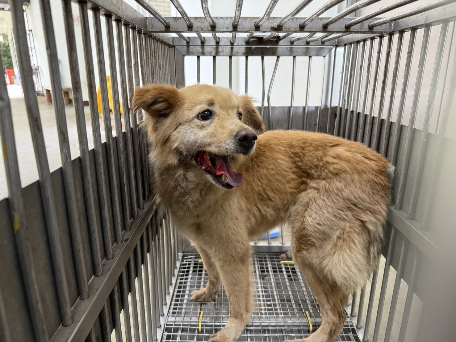 混種犬