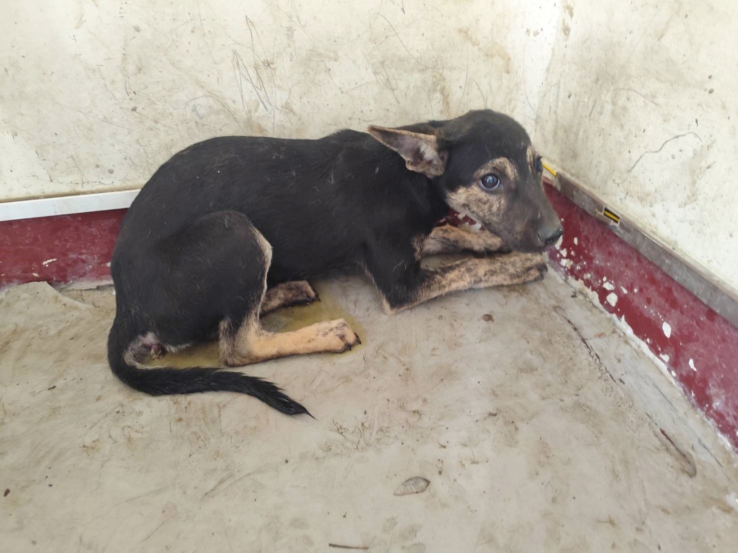 混種犬