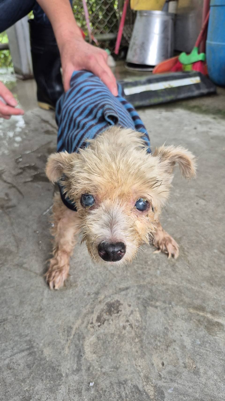 瑪爾濟斯犬