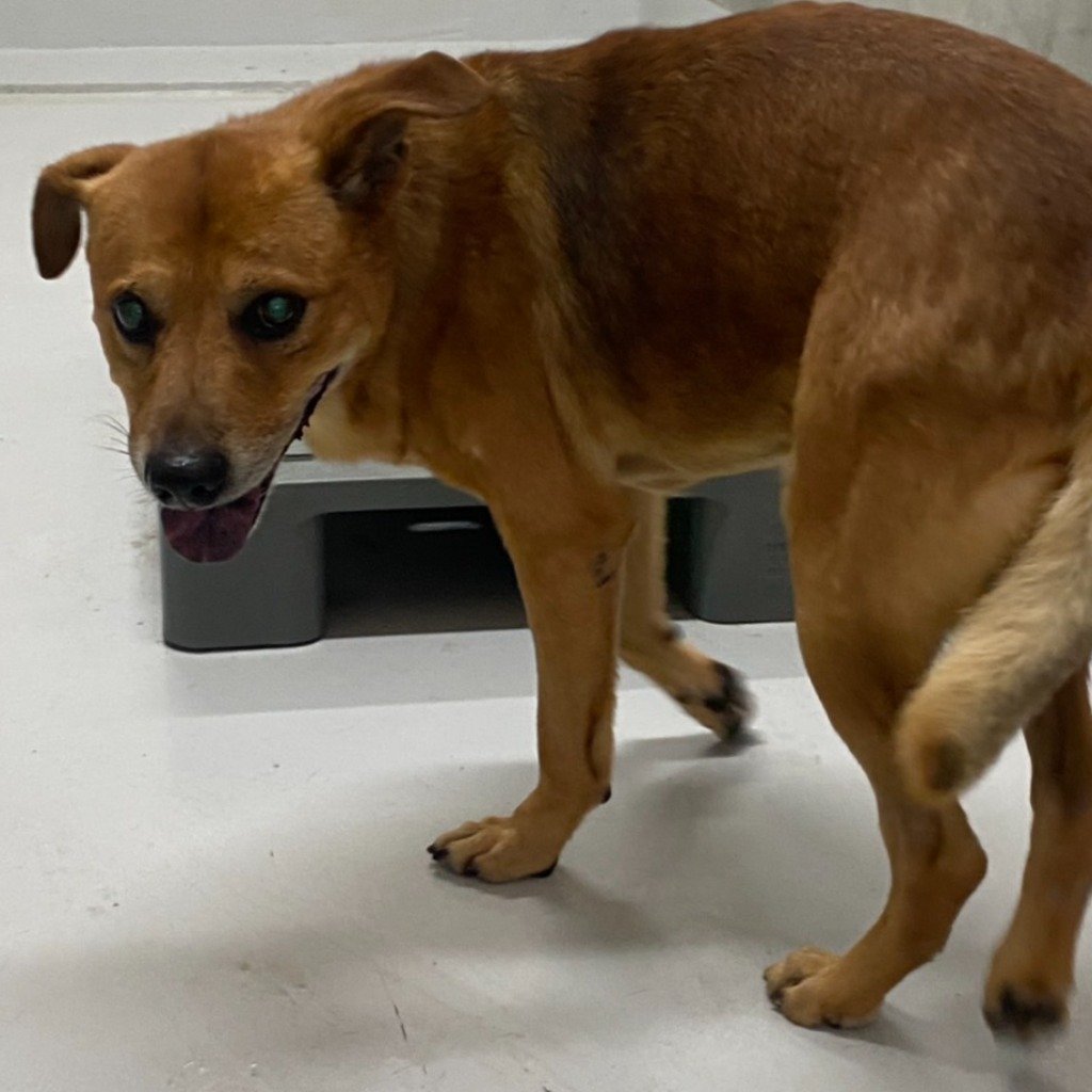 混種犬