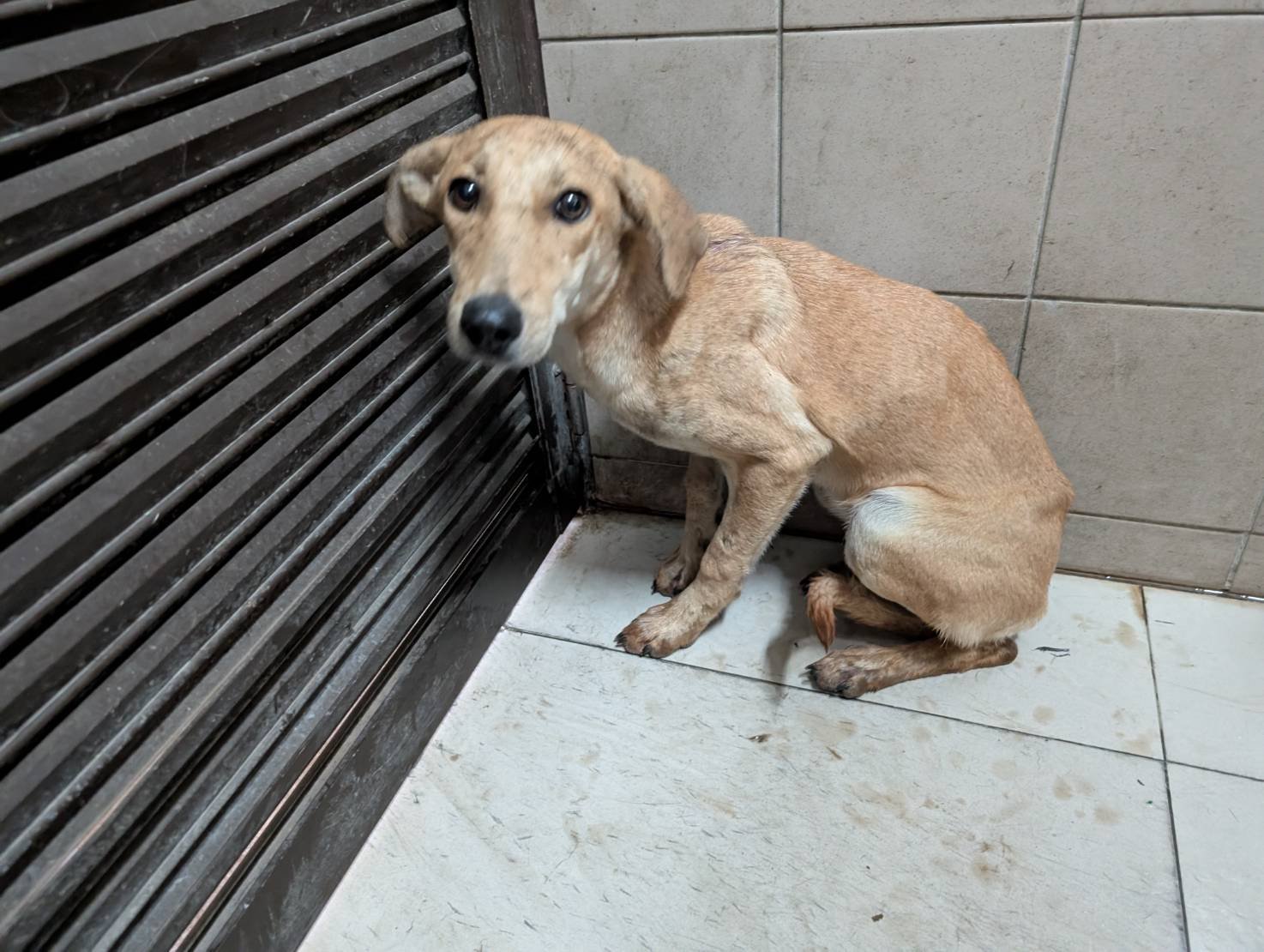 混種犬