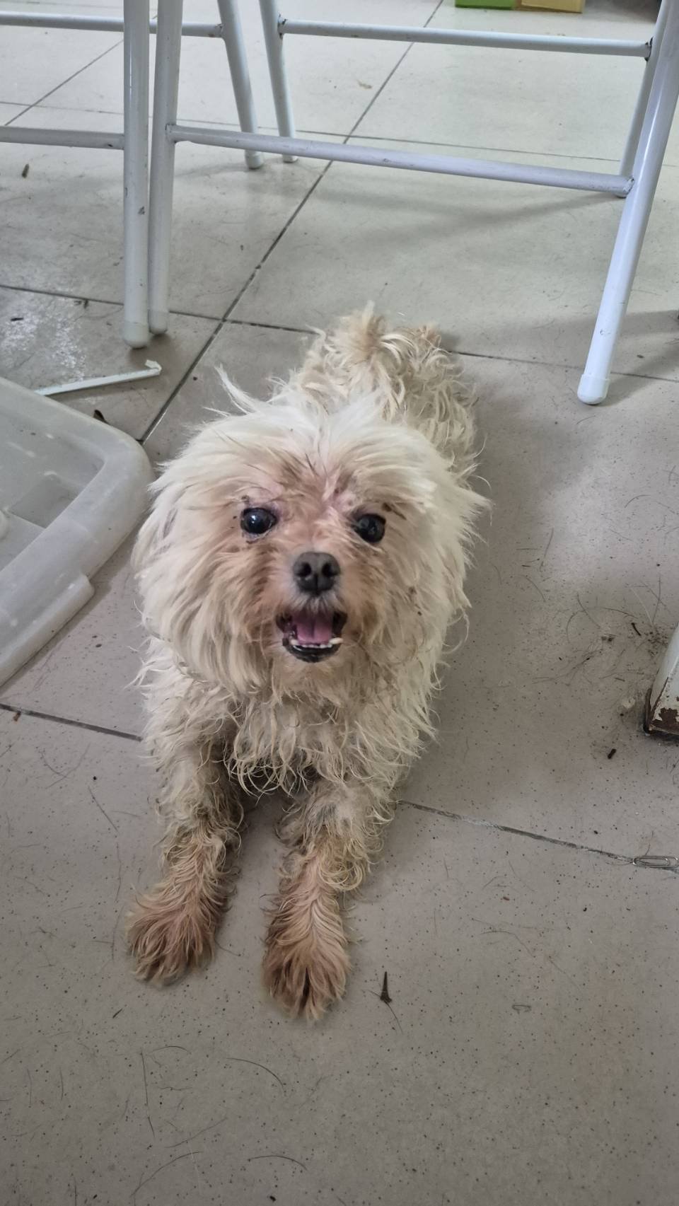 瑪爾濟斯犬