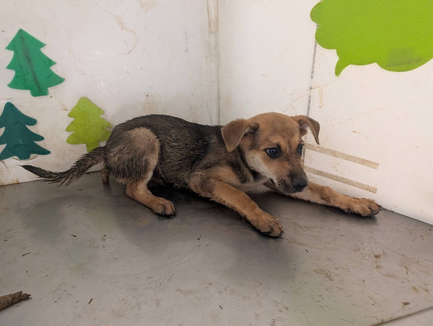 混種犬