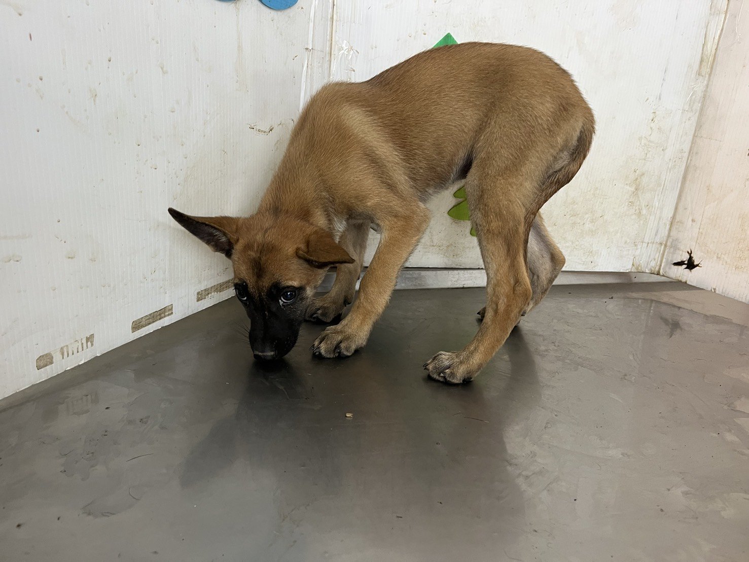 混種犬