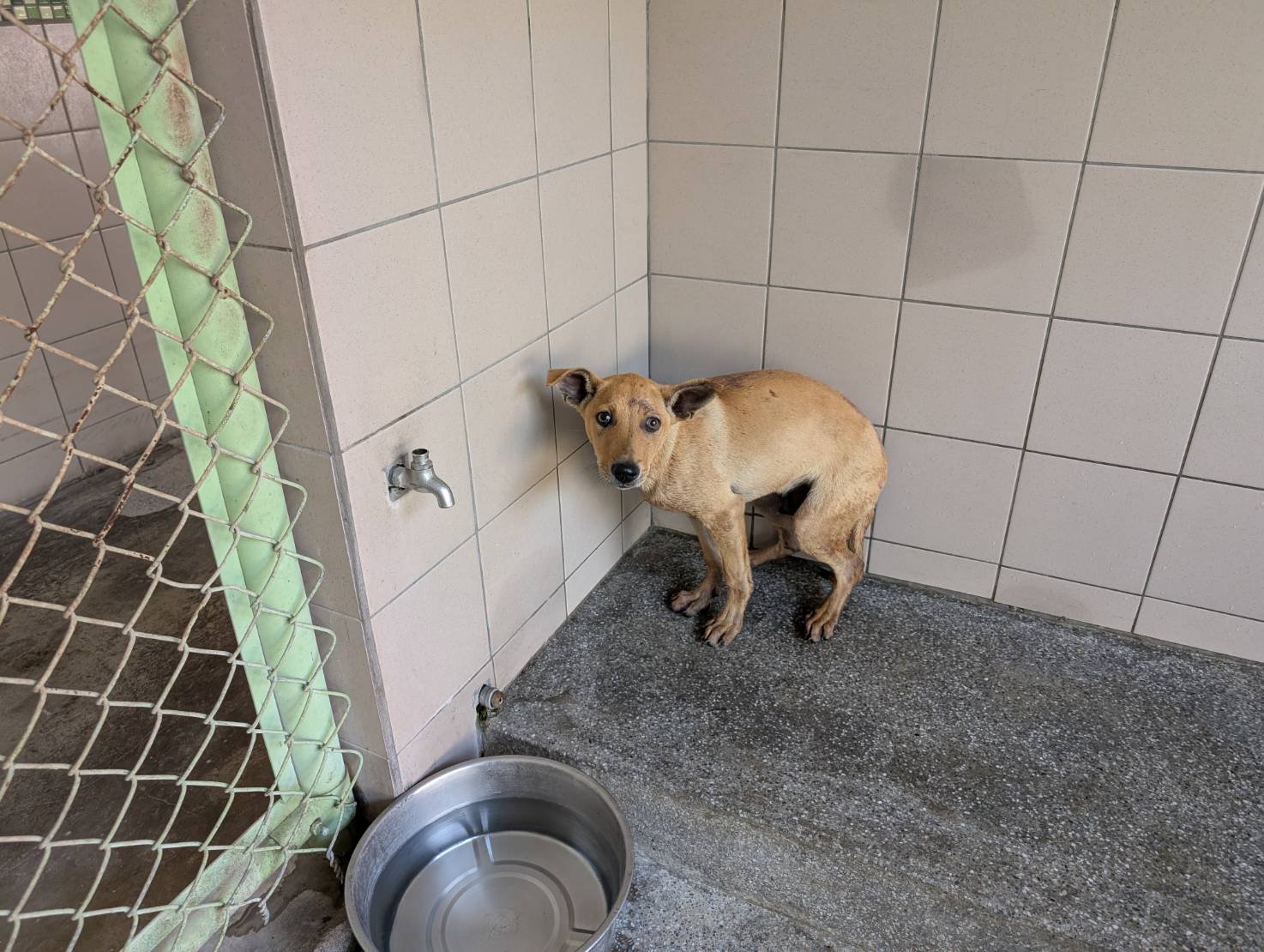 混種犬