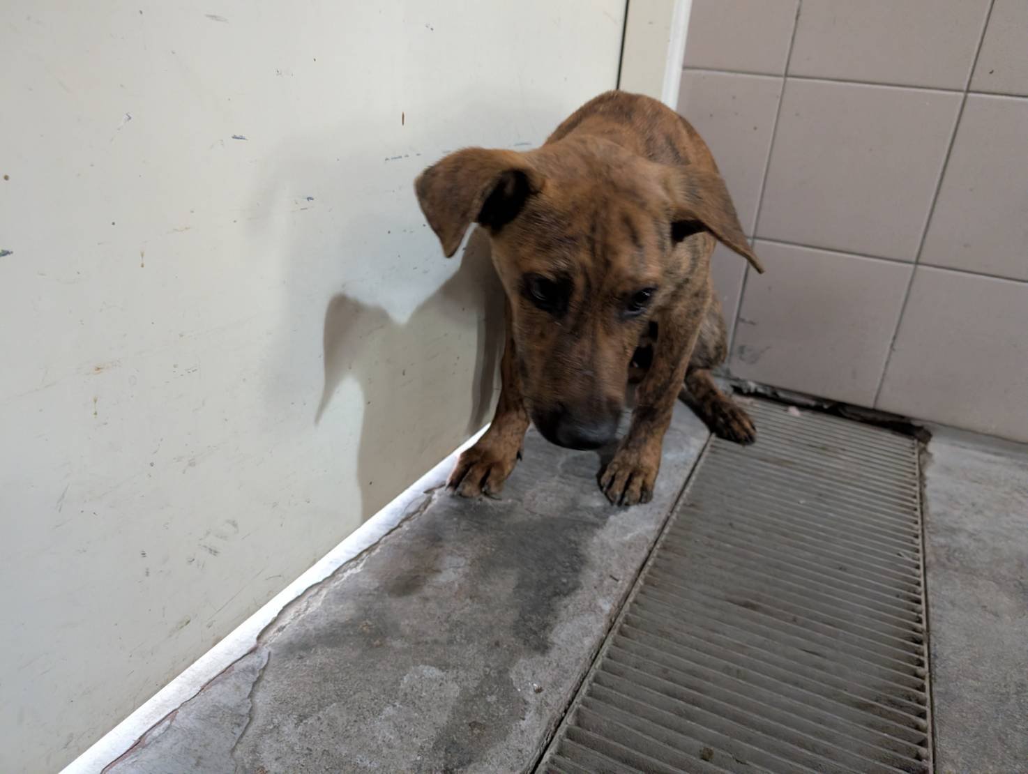 混種犬