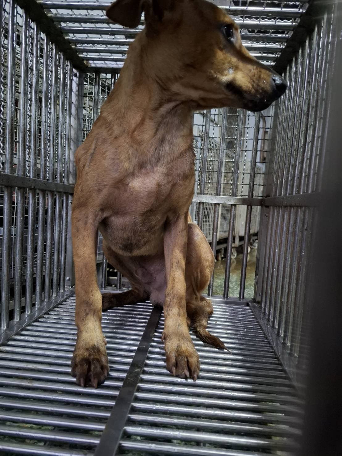 混種犬