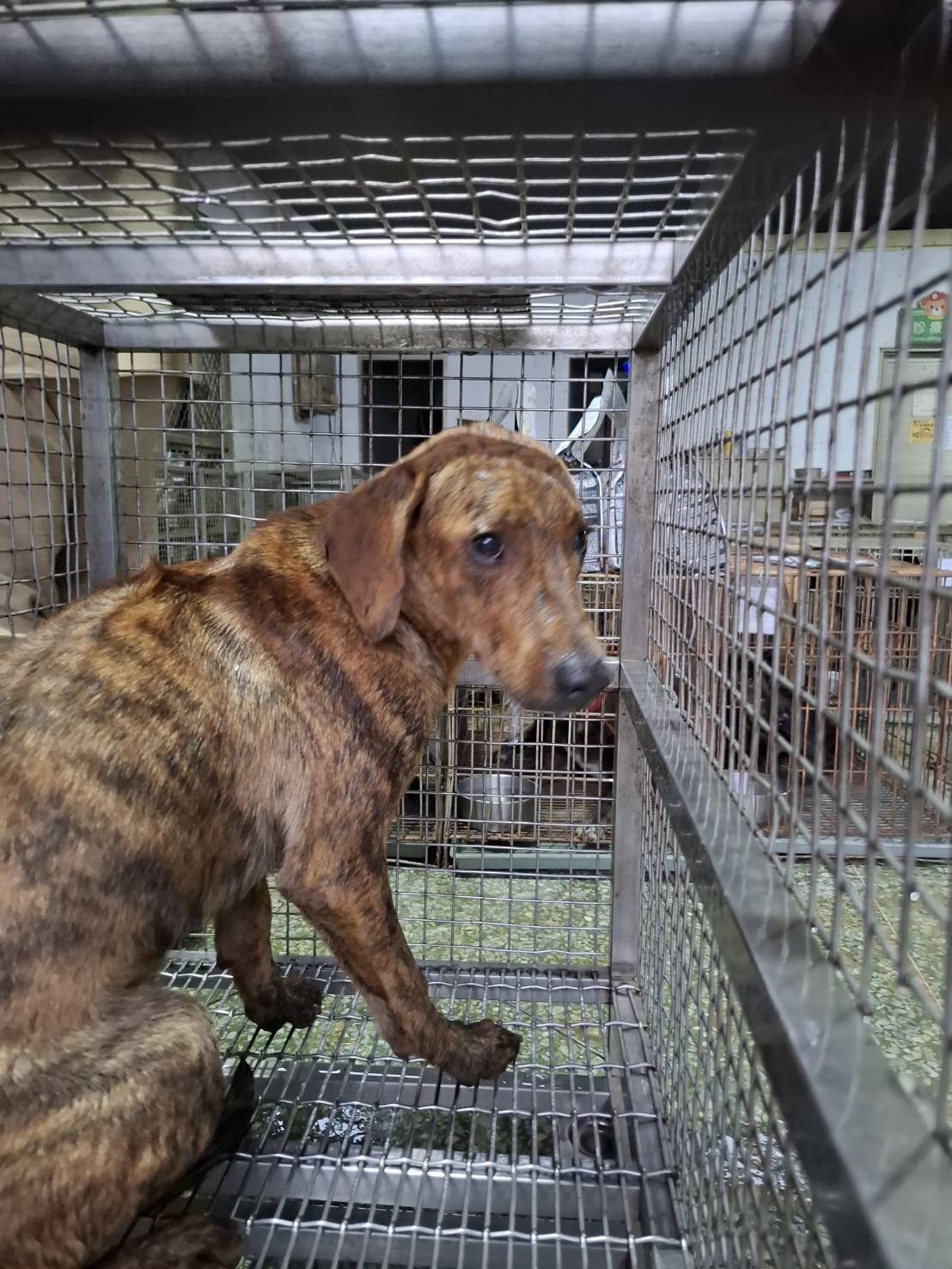 混種犬