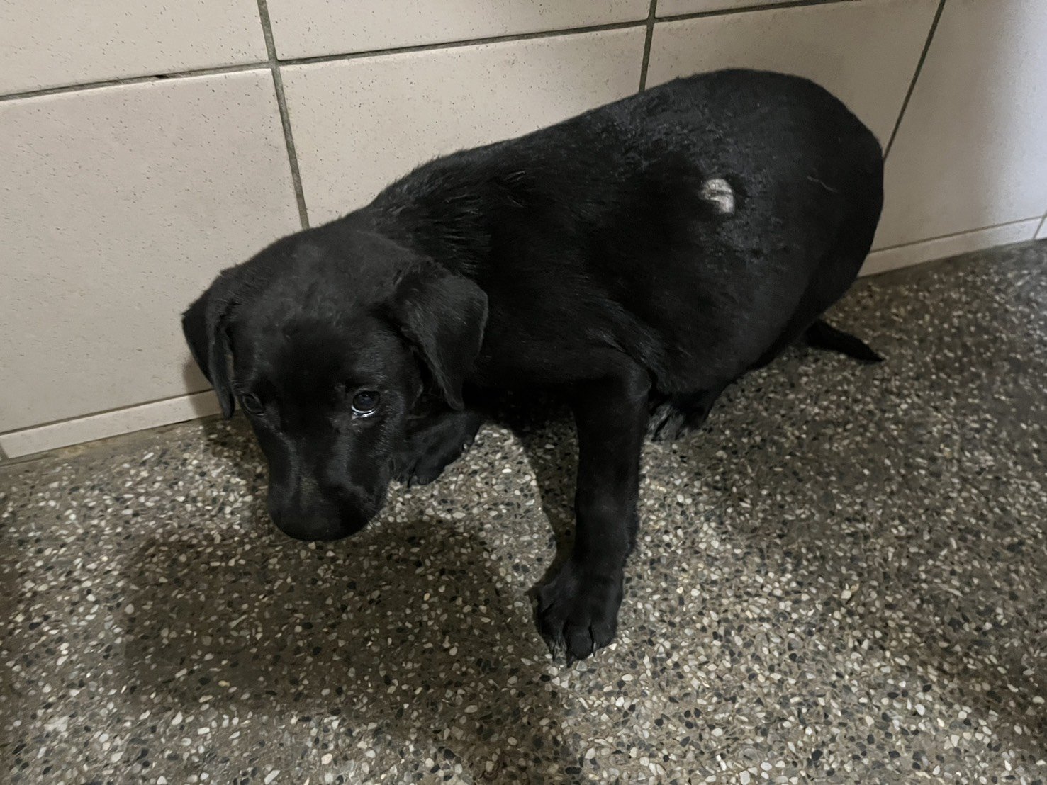 混種犬