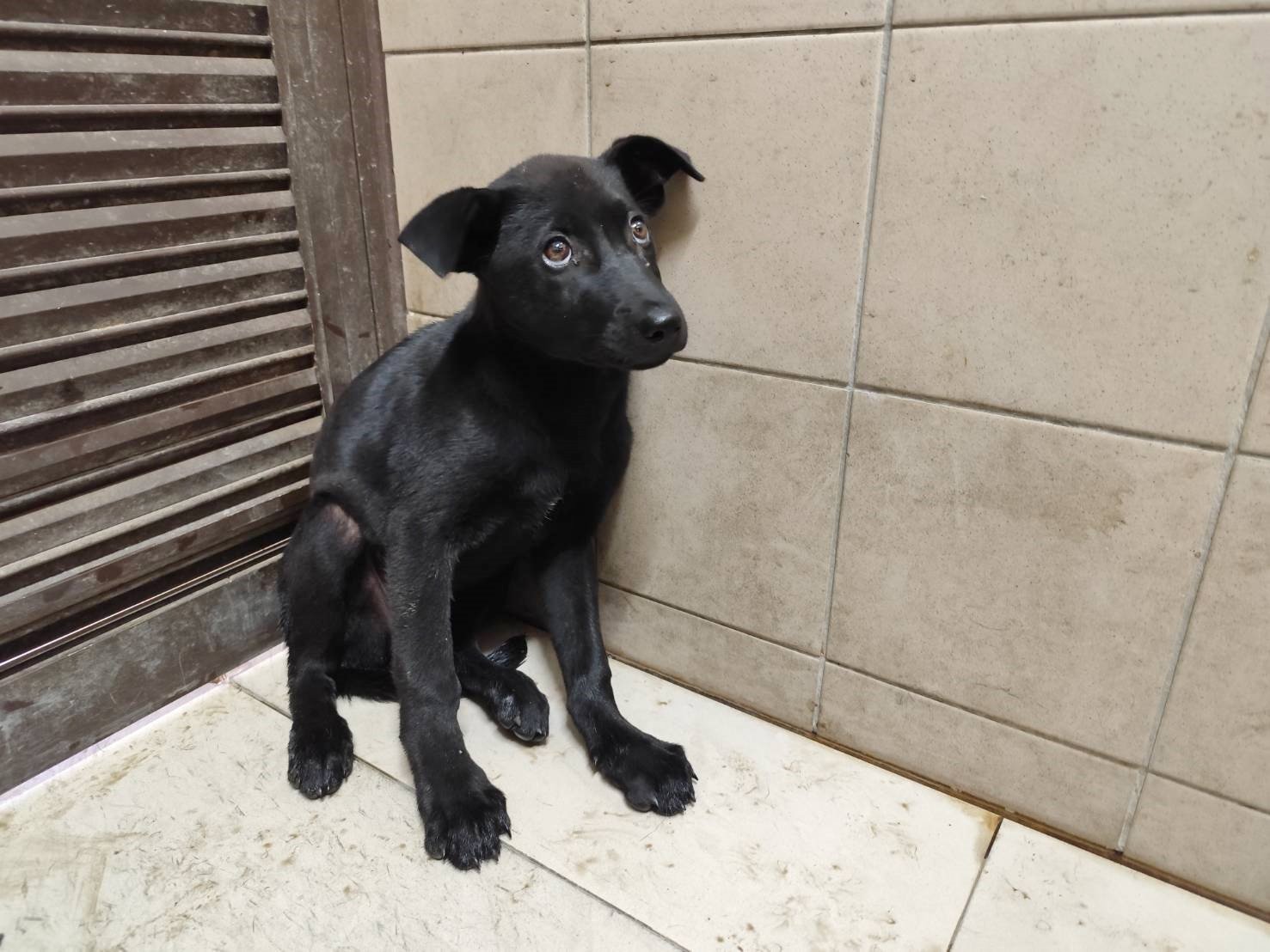 混種犬