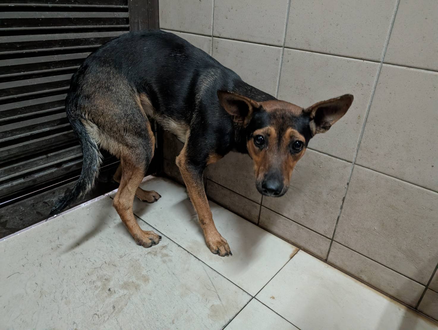 混種犬