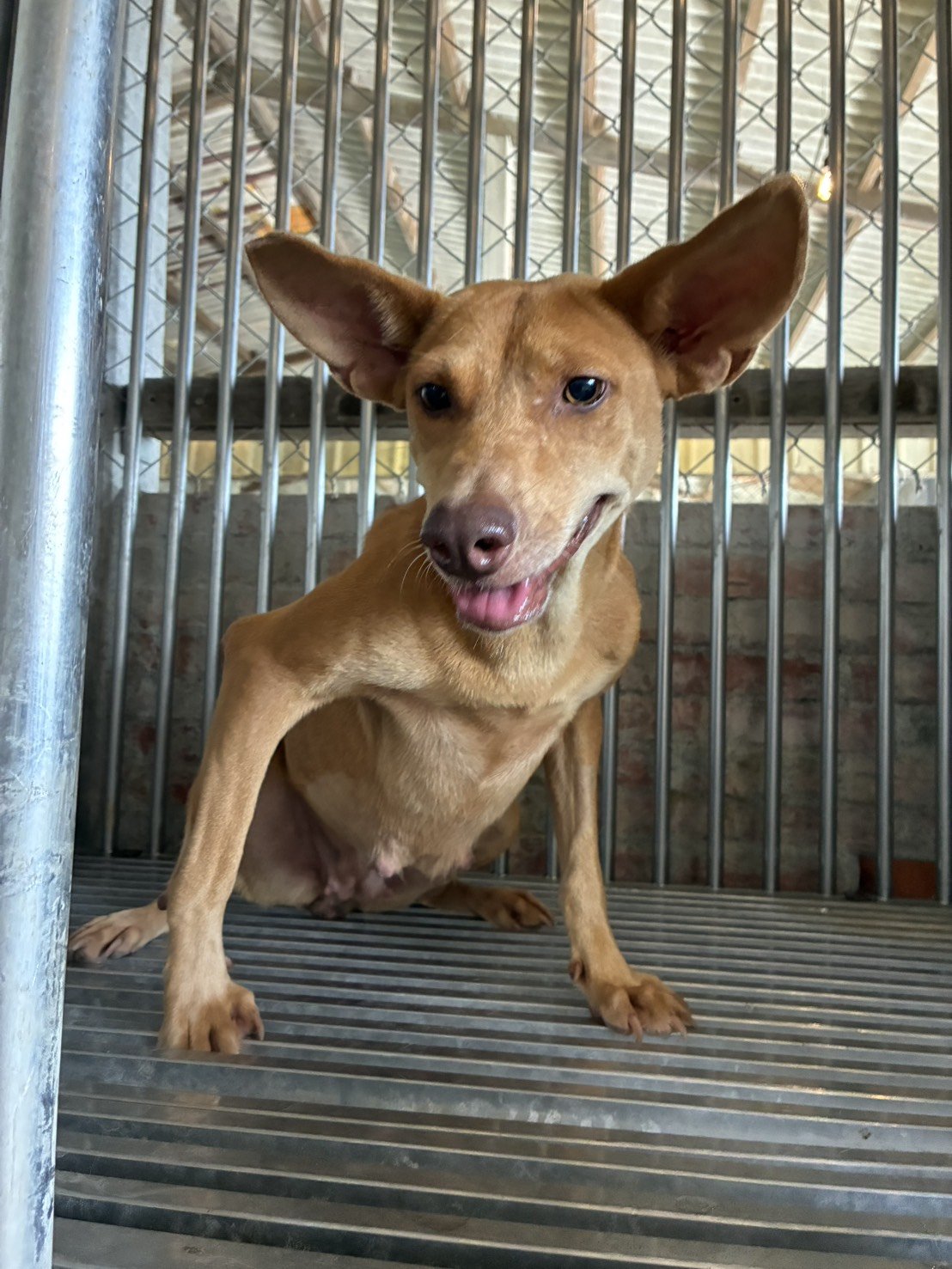 混種犬