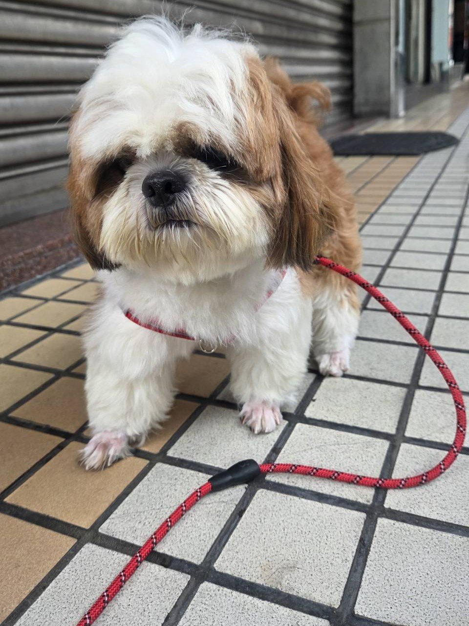 西施犬