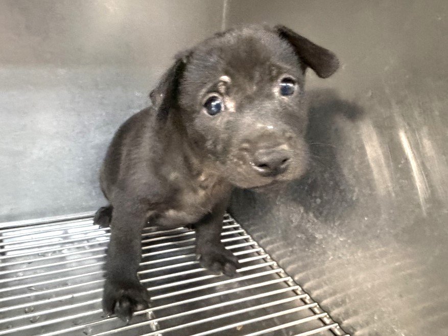 混種犬