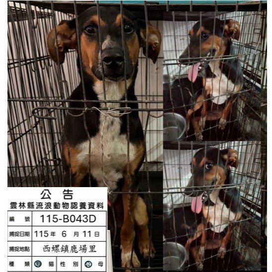 混種犬
