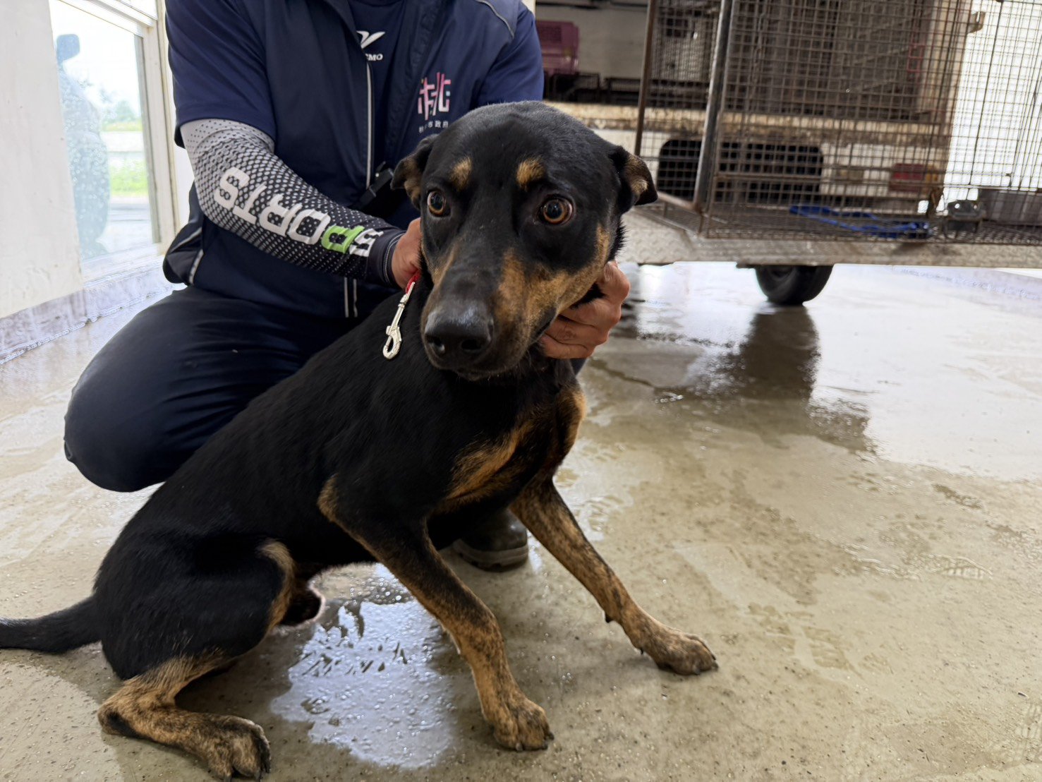 混種犬