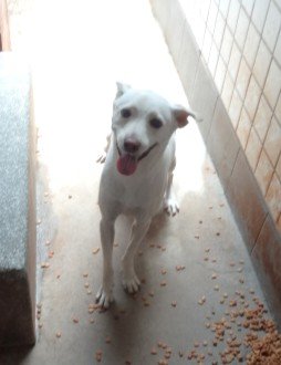 混種犬